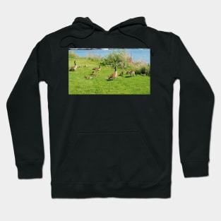 Canada Goose Family Resting On The Grass Hoodie